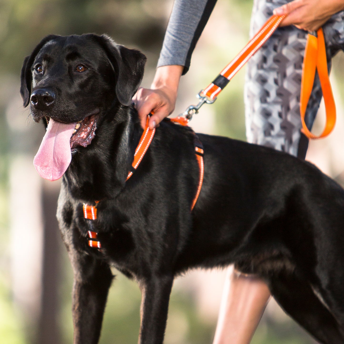 Daily Walk Set - Medium Dog