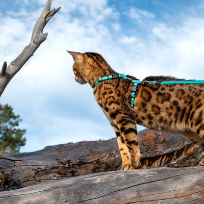 Alleycat Control harness and lead