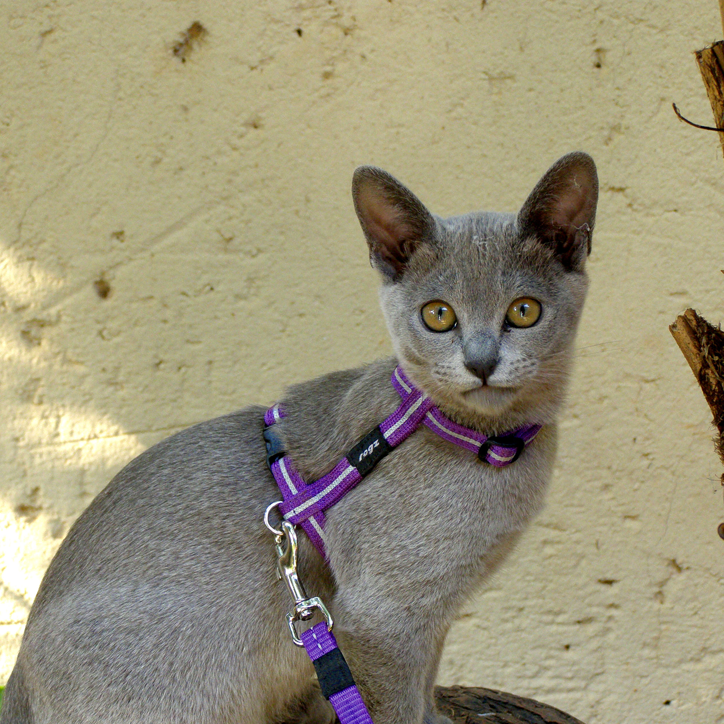 Alleycat Control harness and lead