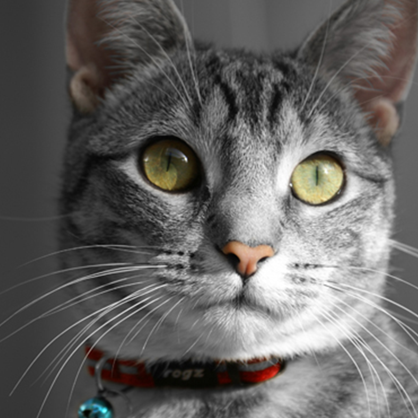 Rogz Alleycat Safety collar