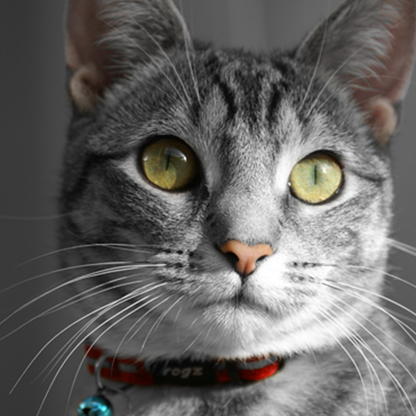 Rogz Alleycat Safety collar