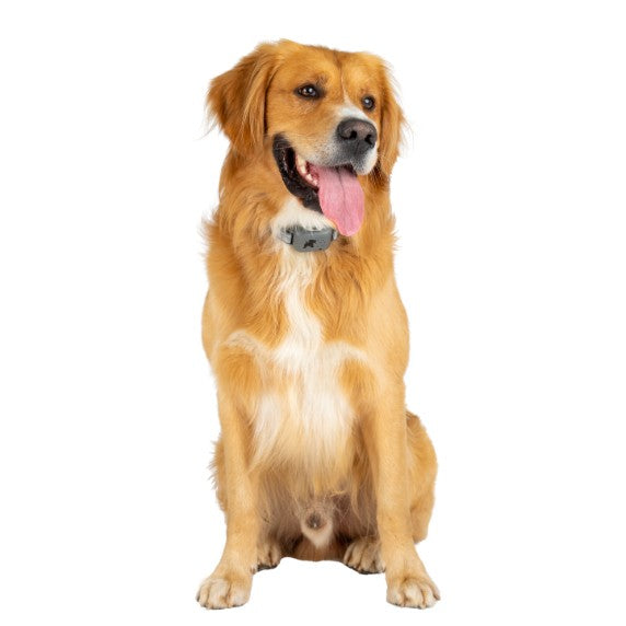 Company Of Animals - Pavlov Digital No Bark Collar
