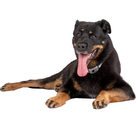 Company Of Animals - Pavlov Digital No Bark Collar