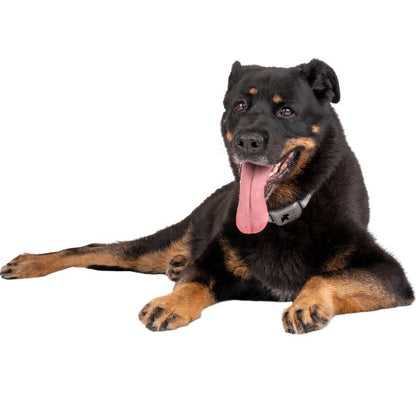 Company Of Animals - Pavlov Digital No Bark Collar