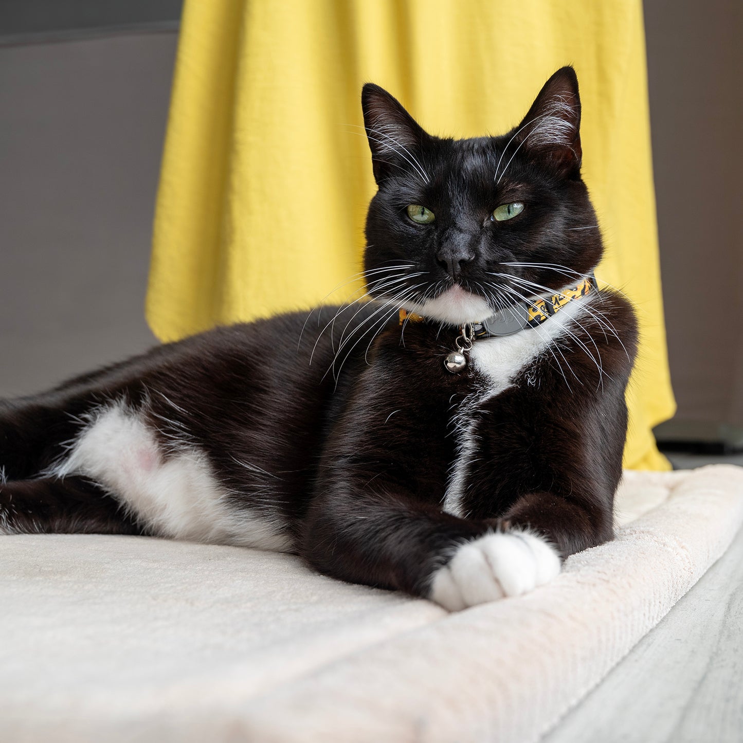 Rogz Fashion Cat Safety collar