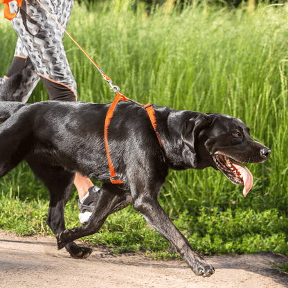 Rogz Utility Classic harness